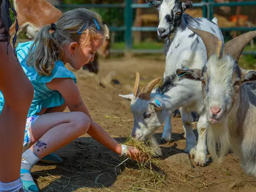 Létohrádky se zvířátky v Šiklandu na Vysočině